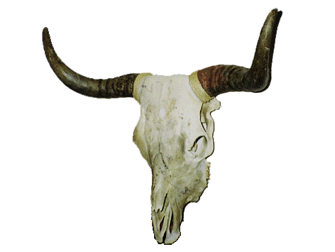 Longhorn Cattle Skull