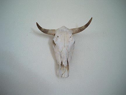 Bull Skull With Horns