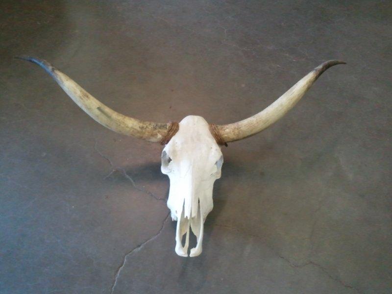 Texas longhorn Bull skull with horns